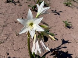 Crinum paludosum flowers